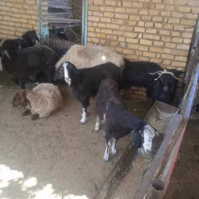 Geçi