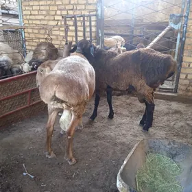 Goç