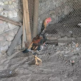 horaz