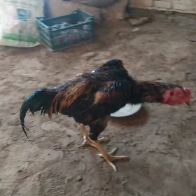 horaz