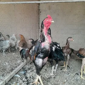 horaz