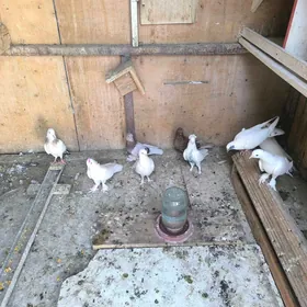 kepderi