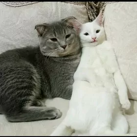 PISIKLER/КОШКИ