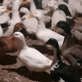 Ýaśylbaś ördek ýumurtasy