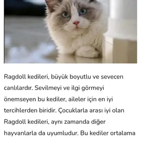 Ragdoll American pişik
