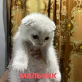 шотландские котята