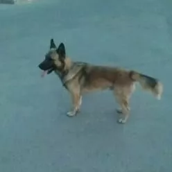 Афчарка