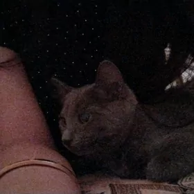шотландский кот