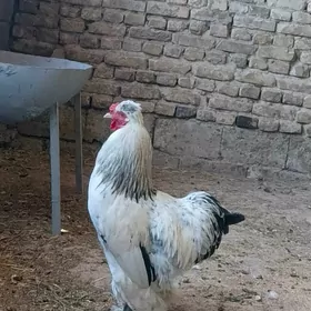 brama horaz