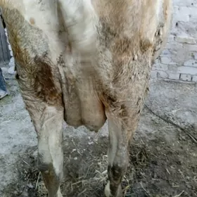 Saglyk sygyr