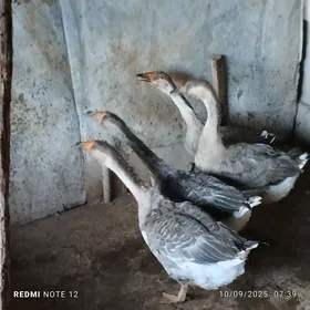 Газ