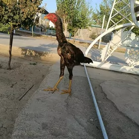 Taşkent