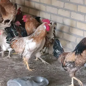 Horazlar we towuklar