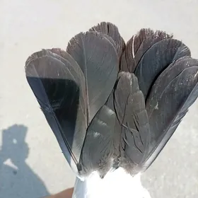 Kepderi