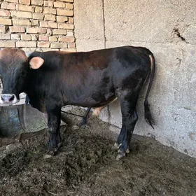 oküz