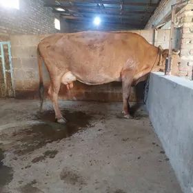Goleli sygyr