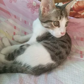 Котёнок маленький