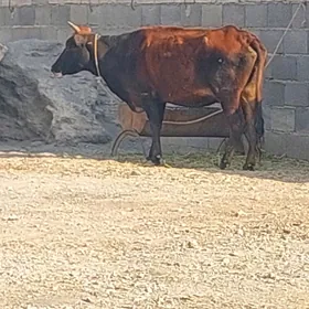 Gysyr sygyr