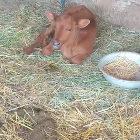 gunajynlar ve saglyk sygyr