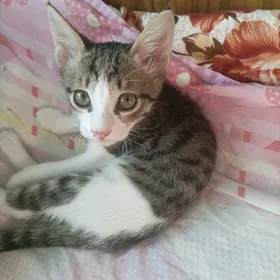 Домашний котенок.