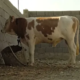 ÖKÜZ
