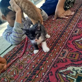 pişik