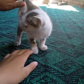 Pişik