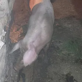 donuz