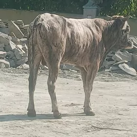 öküz