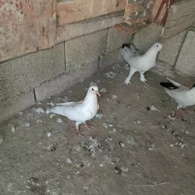 kepderi