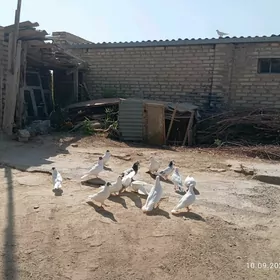 KEPDERI