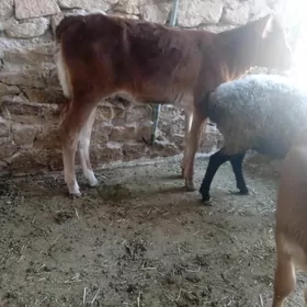 tohum tüwe