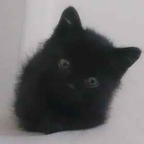 Котёнок мальчик