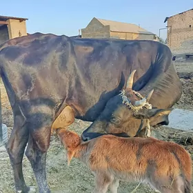 çopan gerek