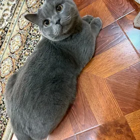 Kot