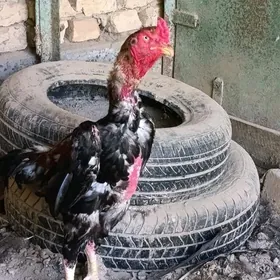 Baysow horaz