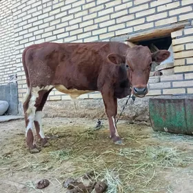 Öyý.haývanlary.