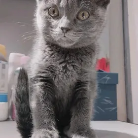 Веслоухий котенок