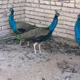 tawus