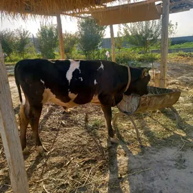 öküz