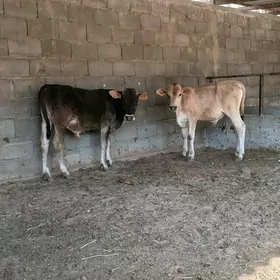 Öküzler