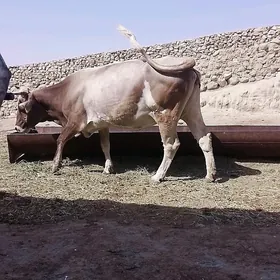 Sygyr