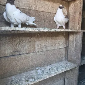 kepderi