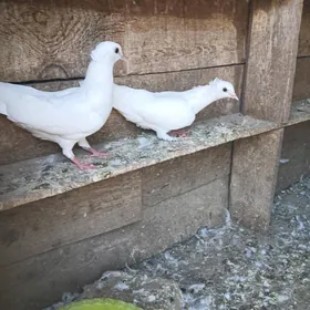 kepderi
