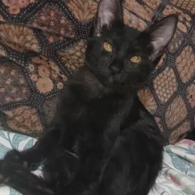 Pishijik/Котёнок
