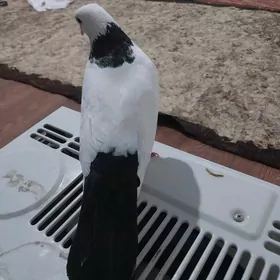 KEPDERI..