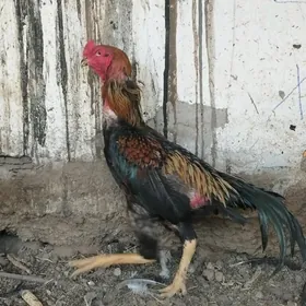 Karey 1yas 8aylyk