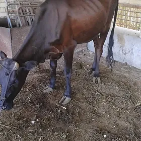 Gysyr inekler