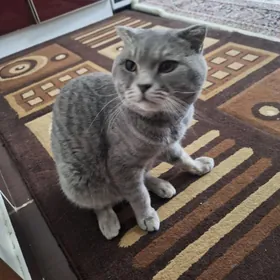 Pişik