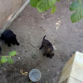 собаки